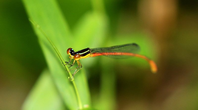 Red-tipped Shadefly (Argiocnemis rubescens)