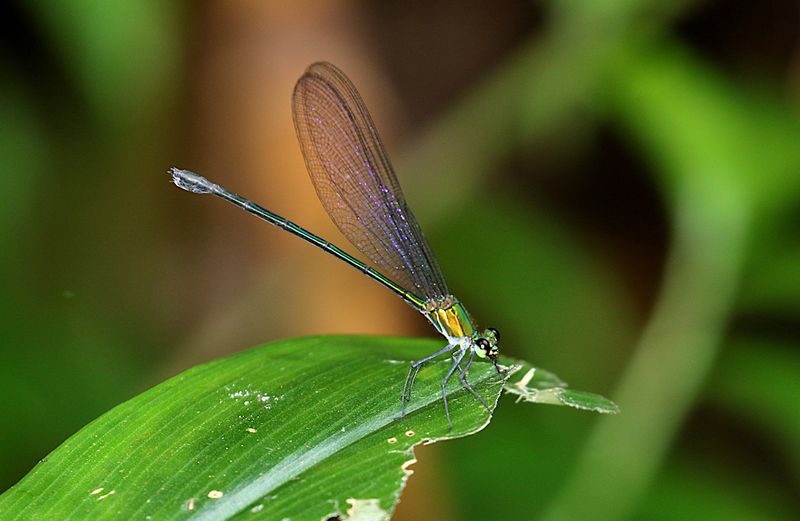 Common Flashwing (Vestalis amethystina)