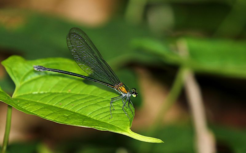 Common Flashwing (Vestalis amethystina)