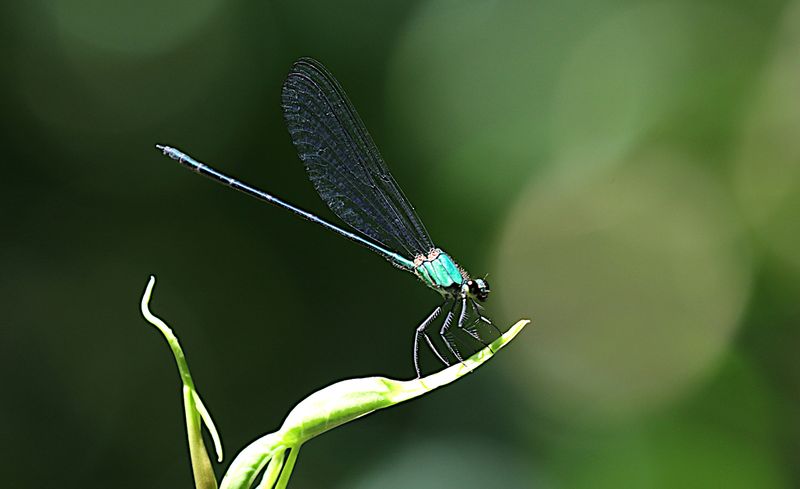 Common Flashwing (Vestalis amethystina)