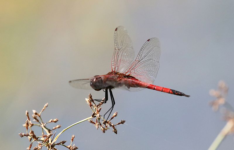 Red Glider (Tramea transmarina)