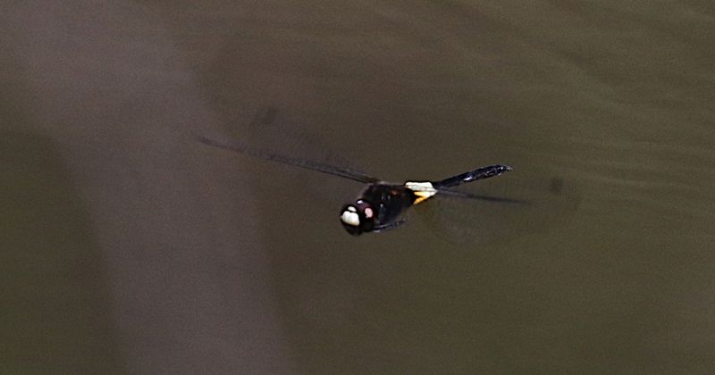 Banded Skimmer (Pseudothemis jorina)