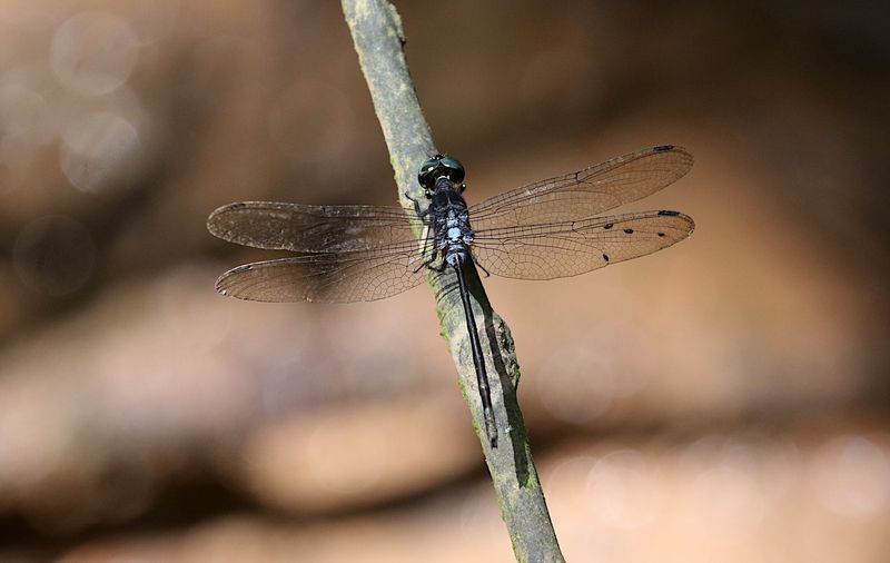 Mangrove Marshal (Pornothemis starrei)