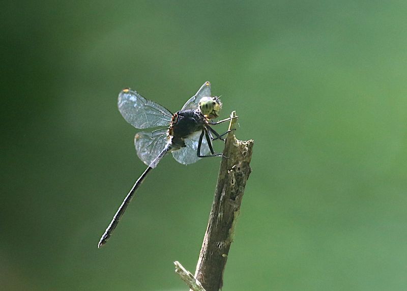 Mangrove Marshal (Pornothemis starrei)