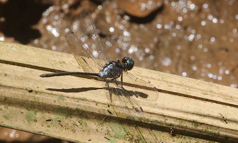 Mangrove Marshal (Pornothemis starrei)