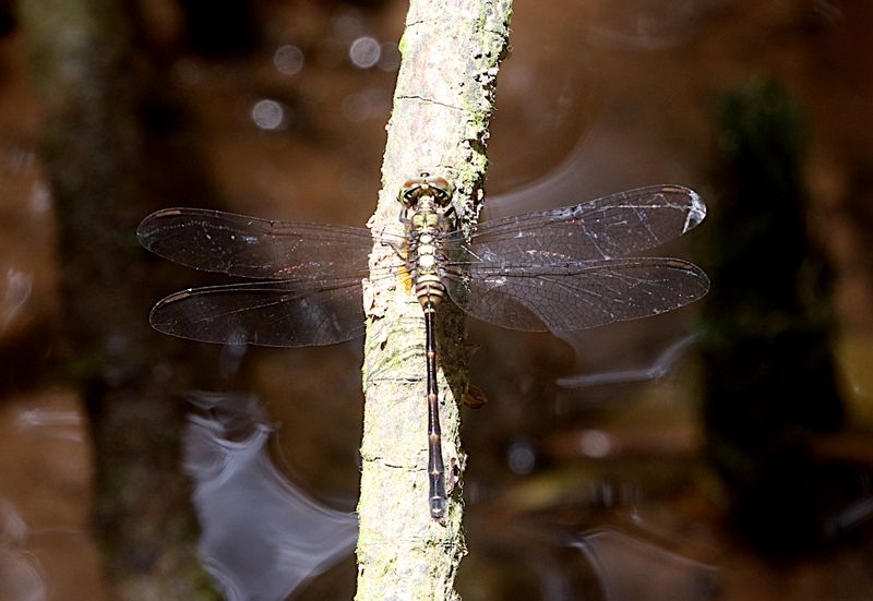 Mangrove Marshal (Pornothemis starrei)