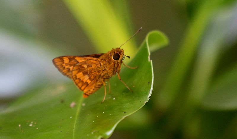 Butterflies of Singapore (Rhopalocera)