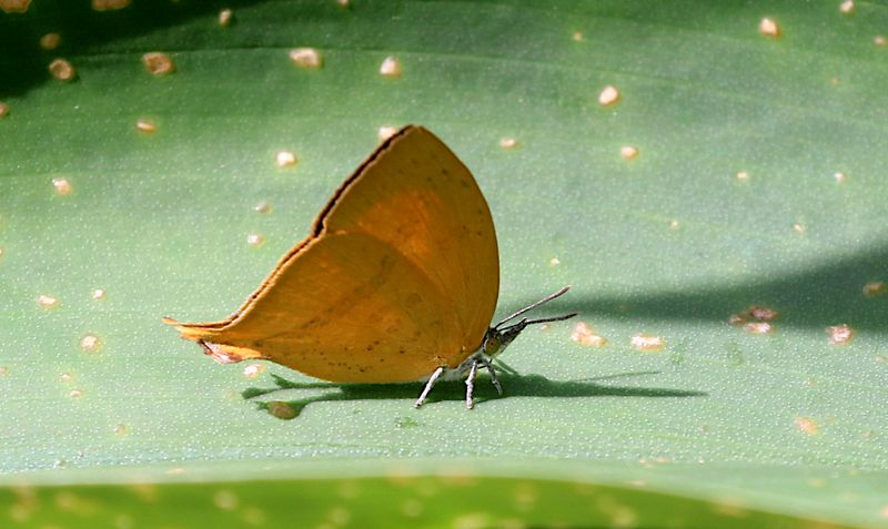 Common Yamfly (Loxura atymnus)