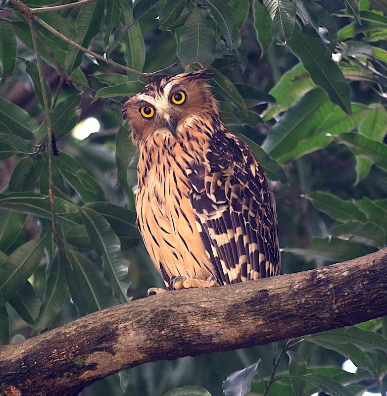 Buffy Fish Owl