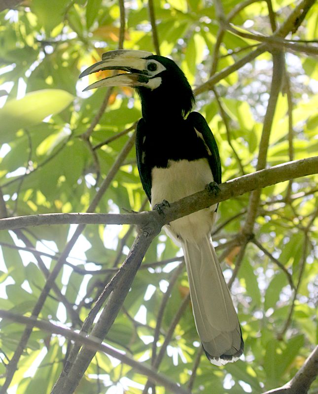 Birds of Singapore