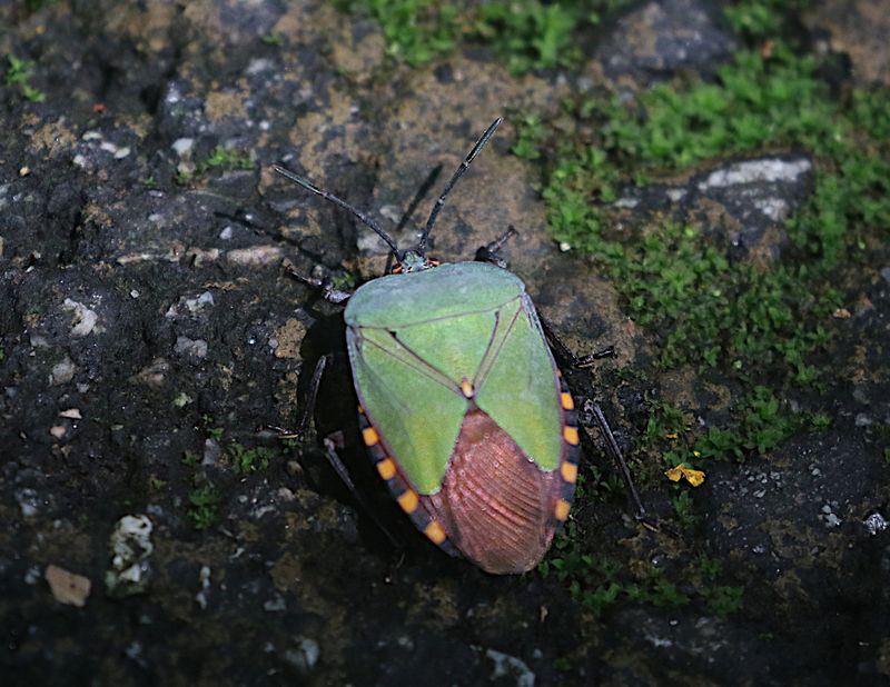 Various insects of Singapore