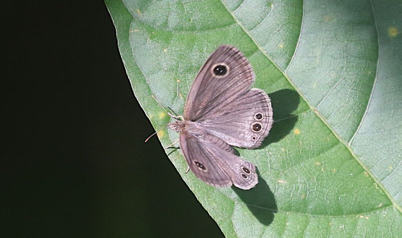 Butterflies of Singapore (Rhopalocera)
