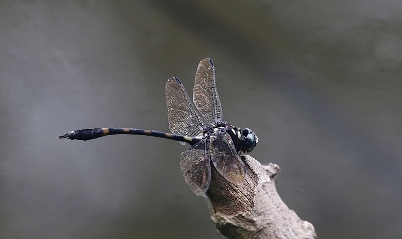 Gomphidictinus perakensis 