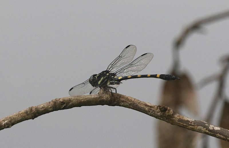 Gomphidictinus perakensis