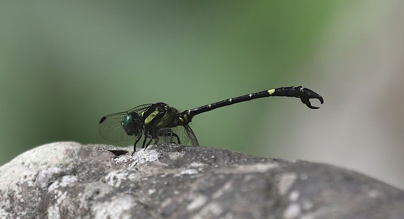 Onychogomphus louissiriusi 