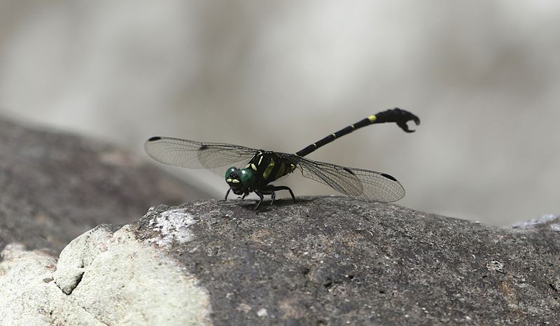 Onychogomphus louissiriusi 