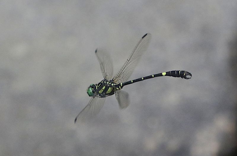 Onychogomphus louissiriusi