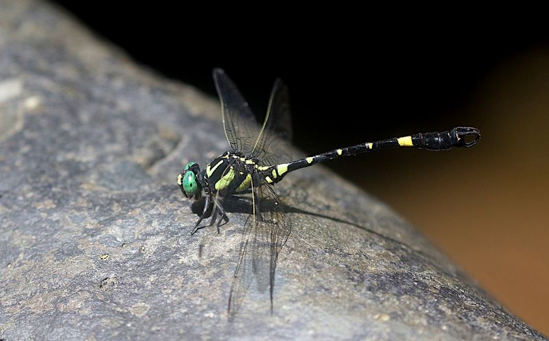 Lamelligomphus castor