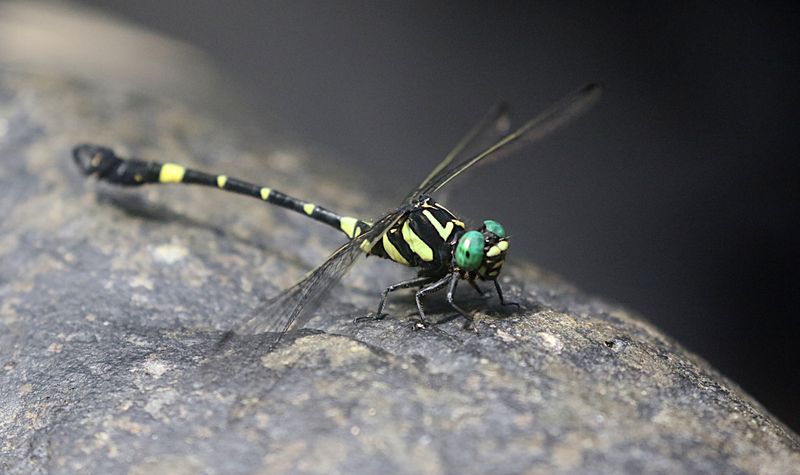 Lamelligomphus castor