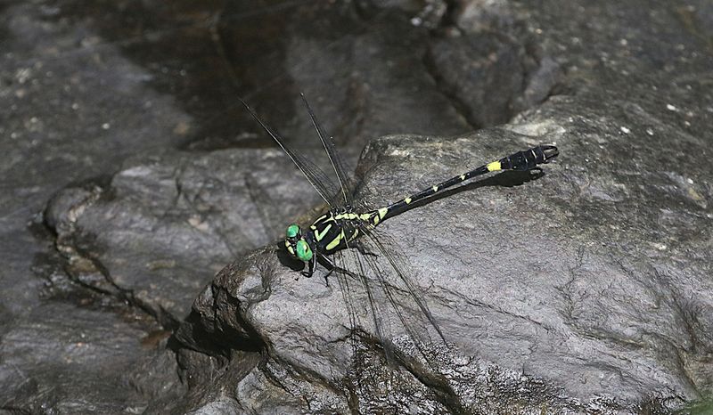 Lamelligomphus castor