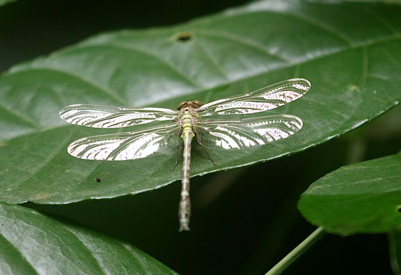 Burmagomphus divaricatus