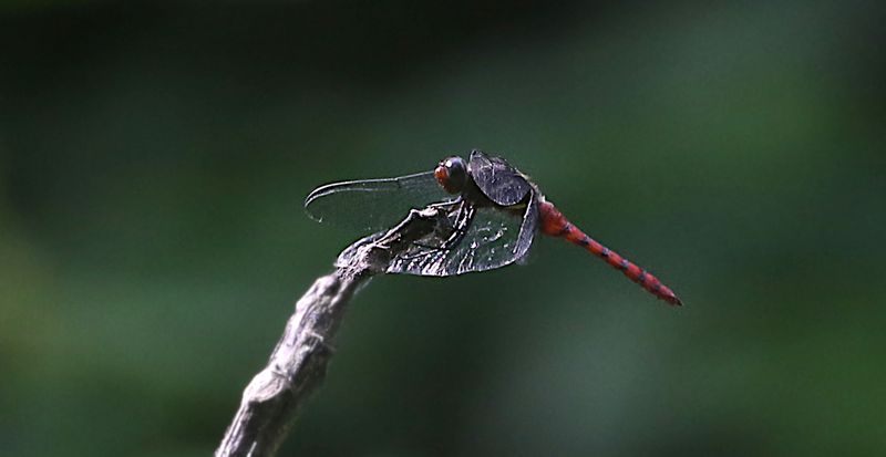 Onychothemis culminicola