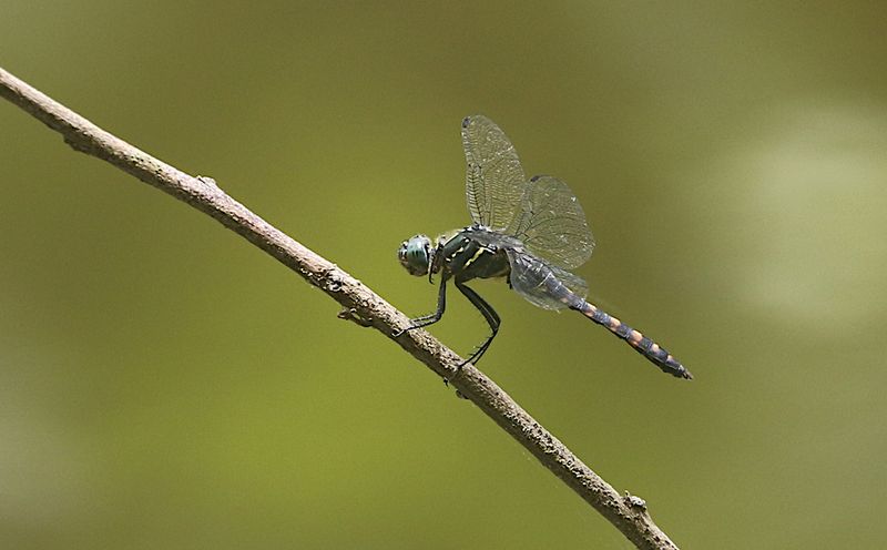 Stellate River Hawk (Onychothemis testacea)