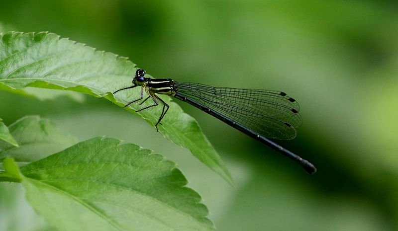 Calicnemia imitans
