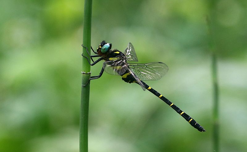 Anotogaster gregoryi 