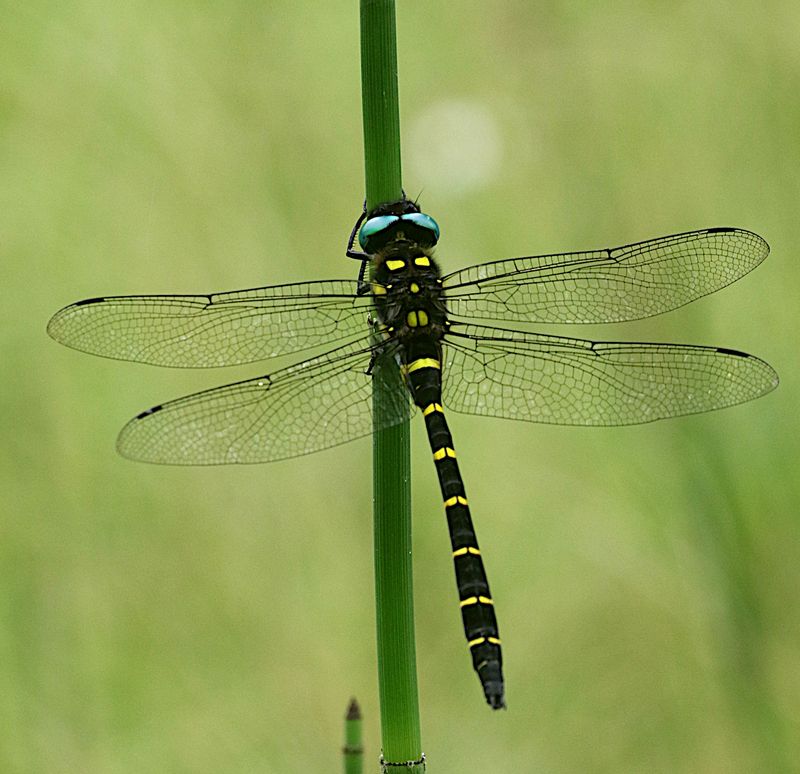 Anotogaster gregoryi 