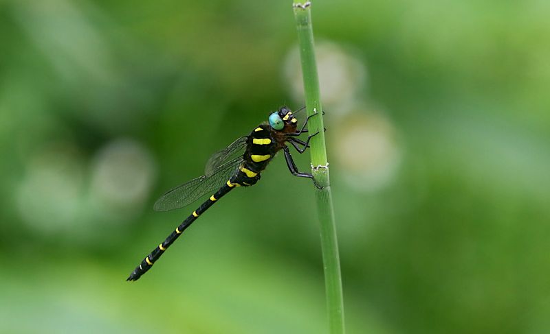 Anotogaster gregoryi