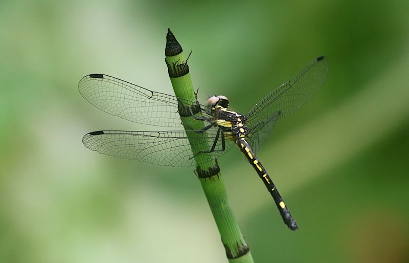 Hylaeothemis clementia 