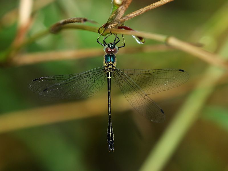 Idionyx thailandicus