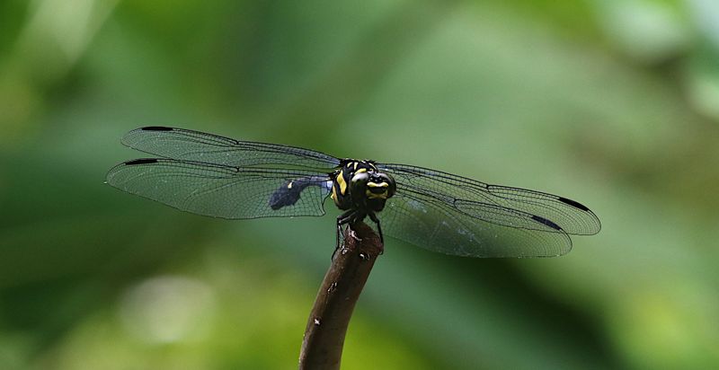Gomphidictinus perakensis