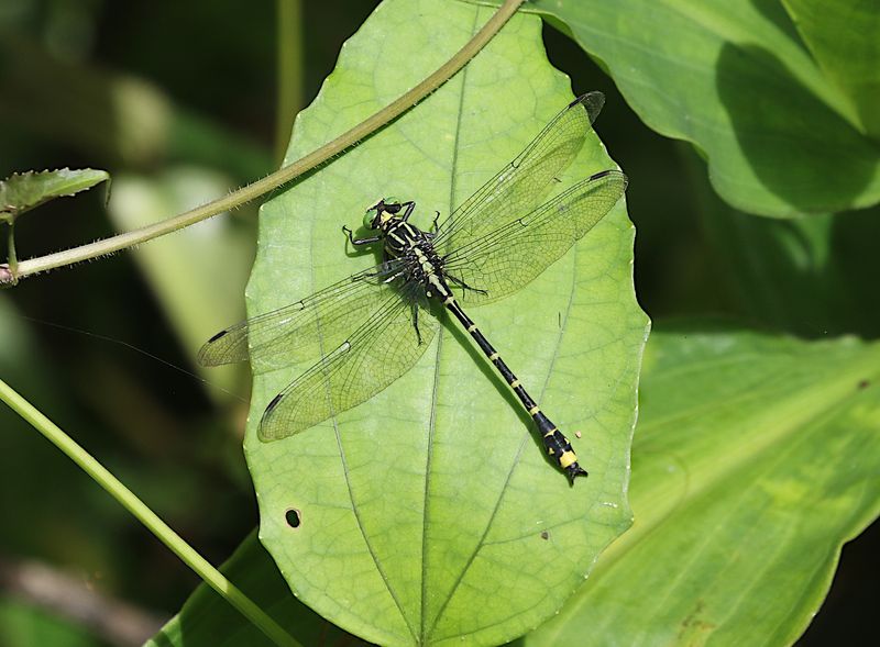Asiagomphus xanthenatus