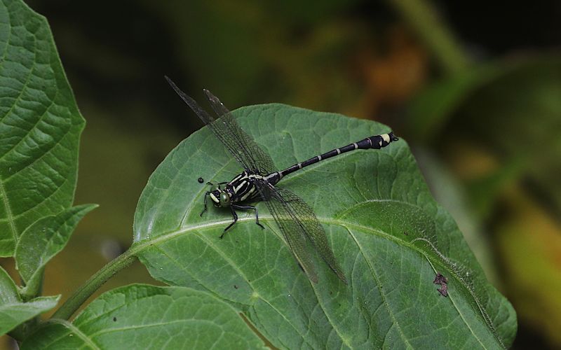 Asiagomphus xanthenatus