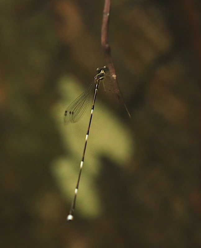 Protosticta trilobata