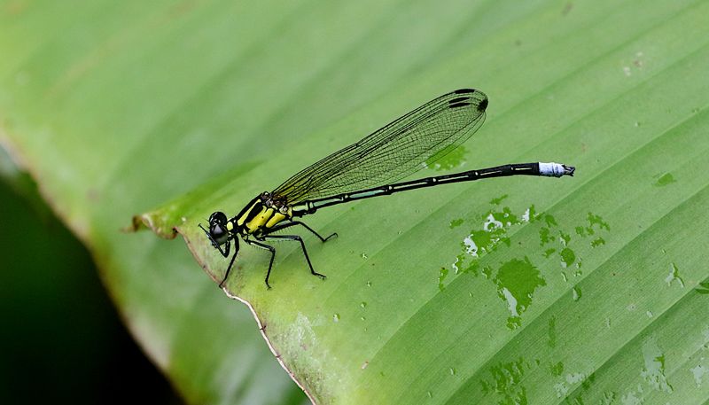 Anisopleura furcata 