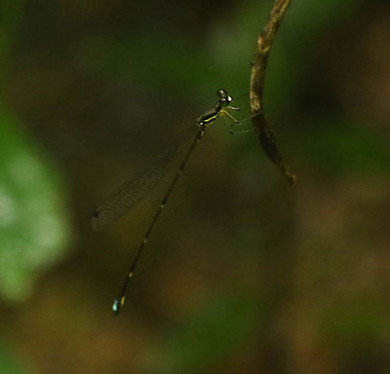 Drepanosticta anascephala