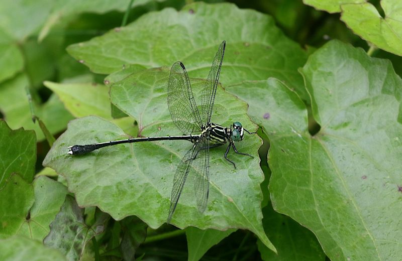 Leptogomphus gestroi