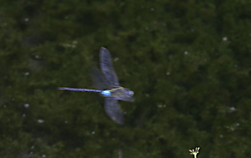 Blue-spotted Emperor (Anax nigrofasciatus)