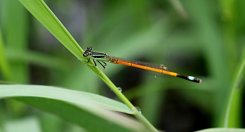 Ischnura rufostigma