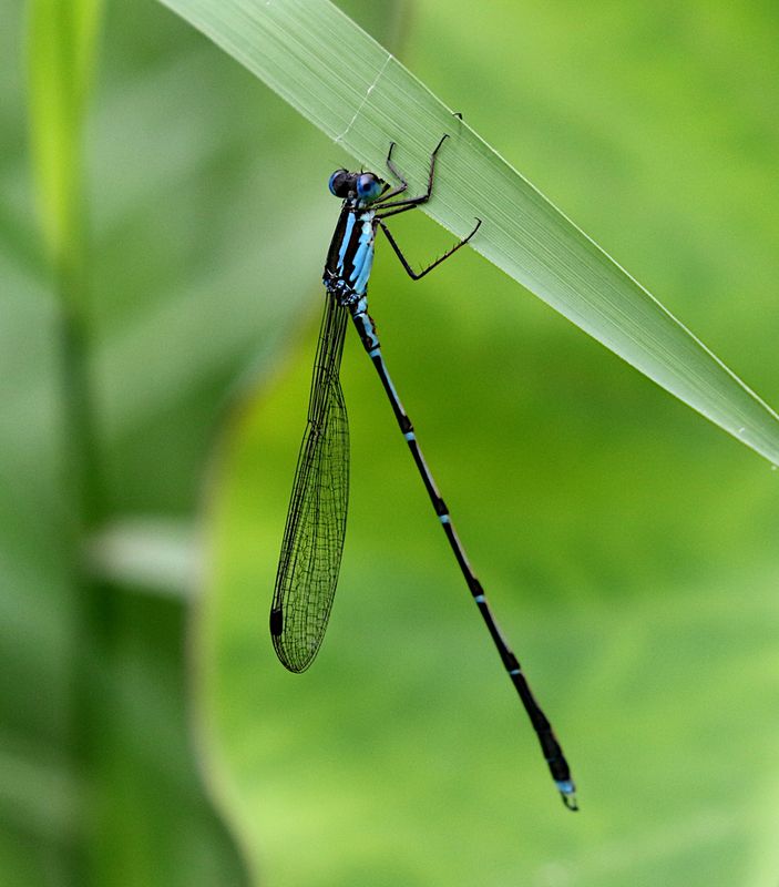 Indolestes birmanus 