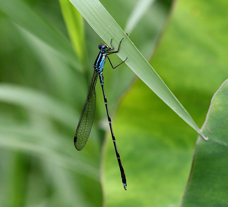 Indolestes birmanus 