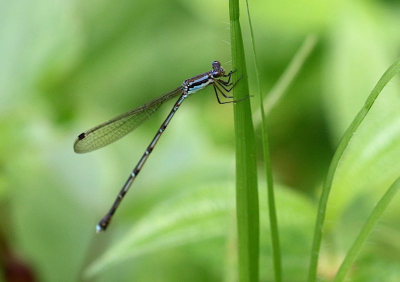 Indolestes birmanus 