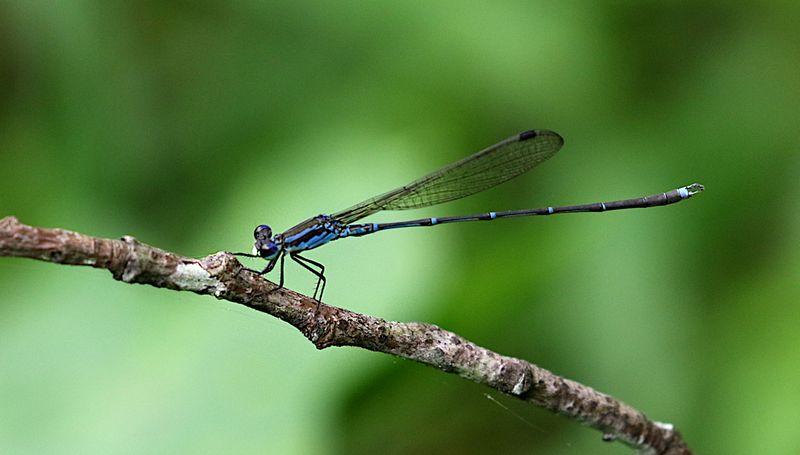 Indolestes birmanus 