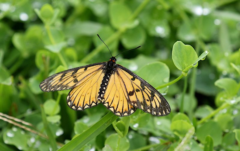 Yellow Coster (Telchinia issoria)