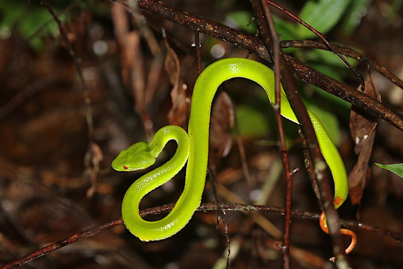 Lanna Green Pitviper Trimeresurus lanna