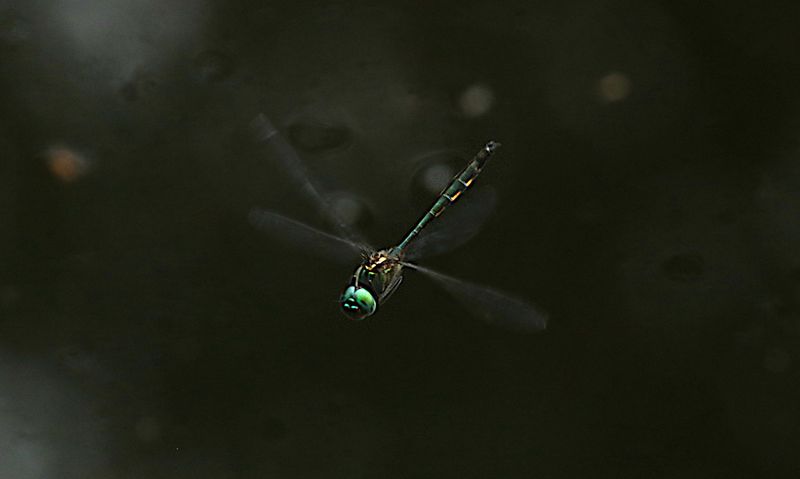 Emerald (Hemicordulia tenera)