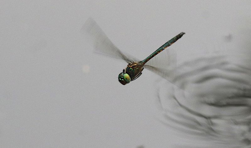 Emerald (Hemicordulia tenera)